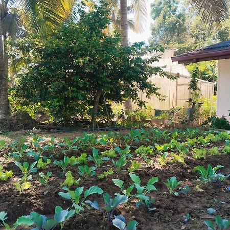 Ella Nature Valley Homestay Buitenkant foto