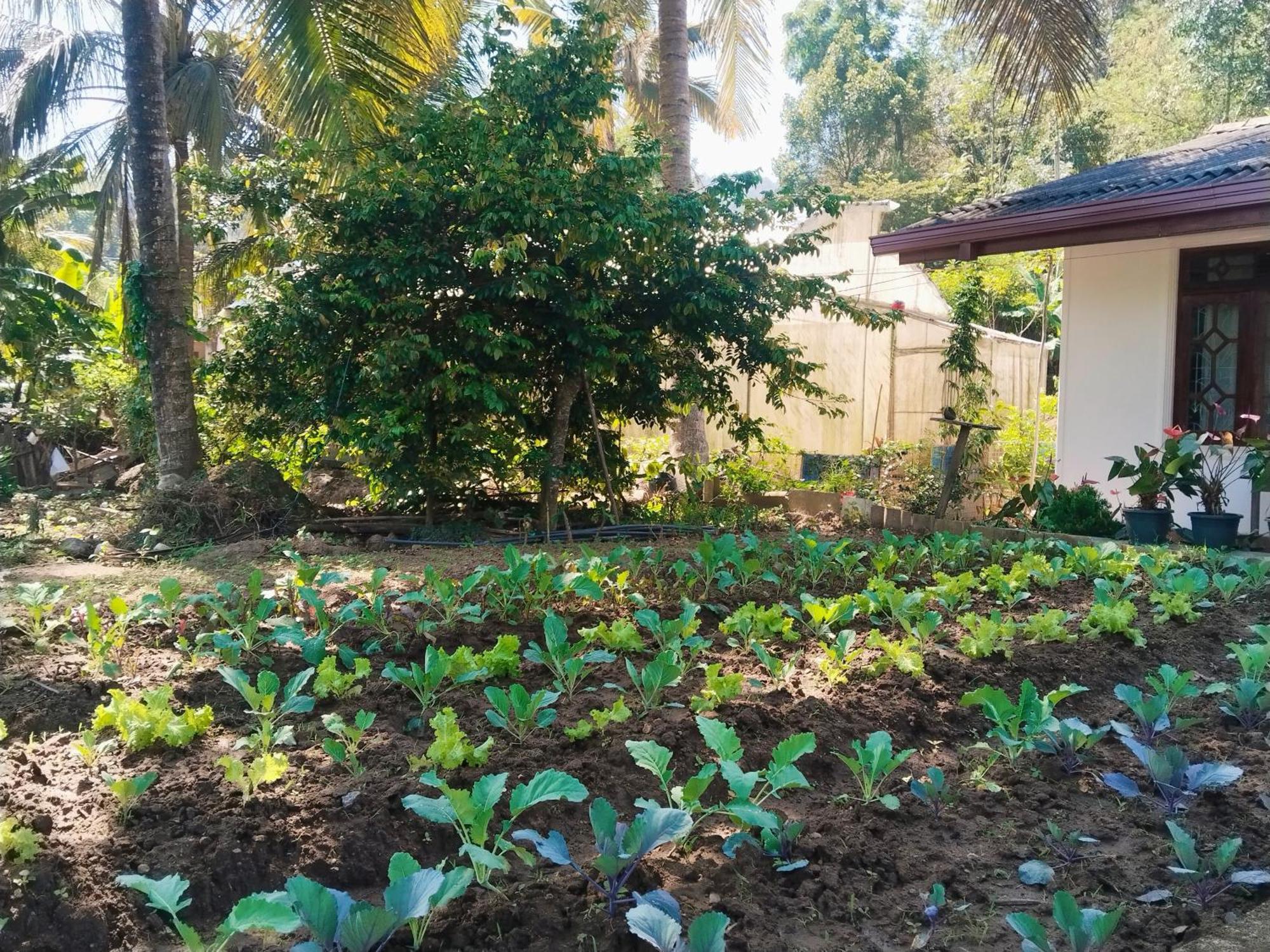 Ella Nature Valley Homestay Buitenkant foto