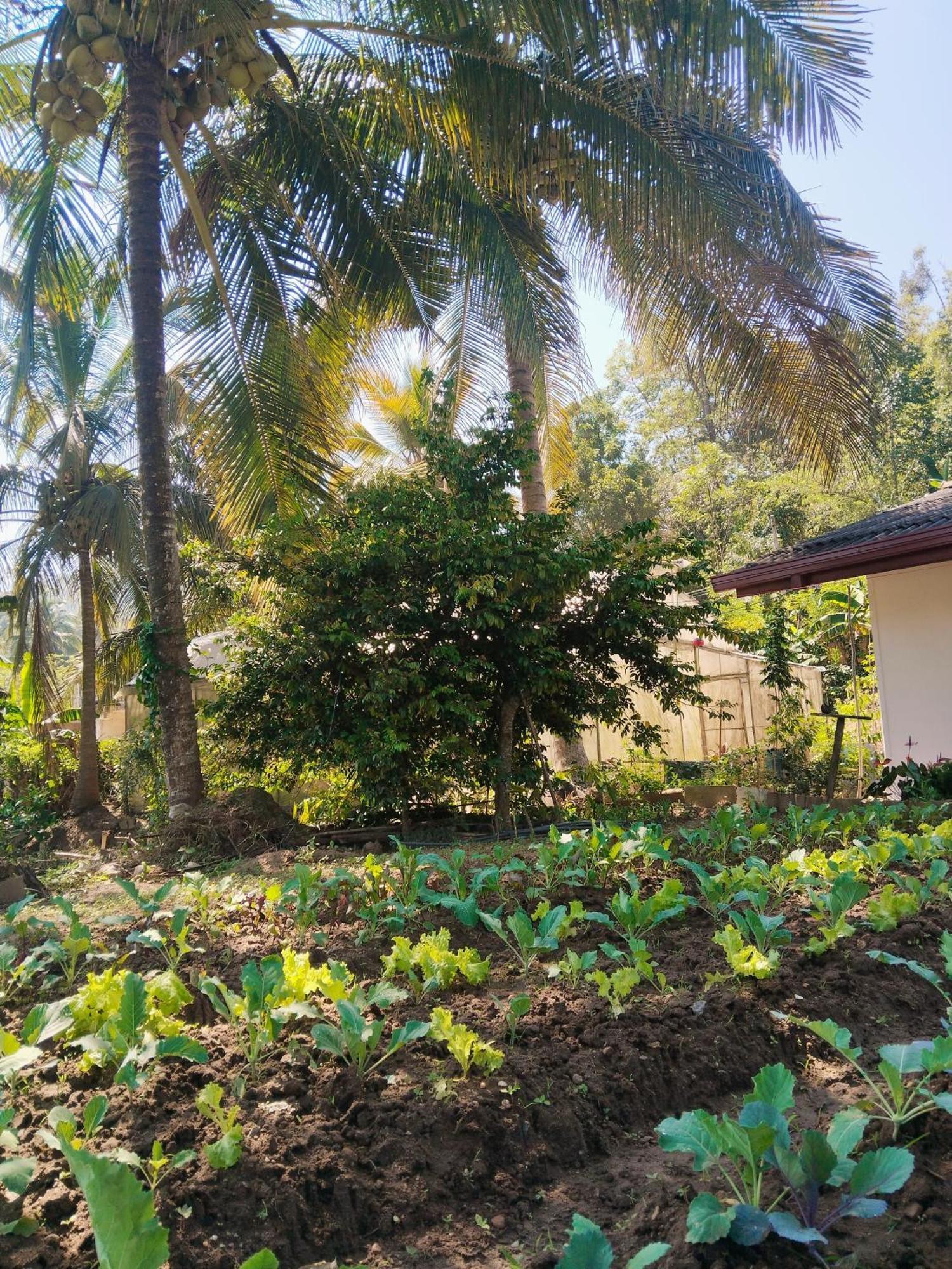 Ella Nature Valley Homestay Buitenkant foto